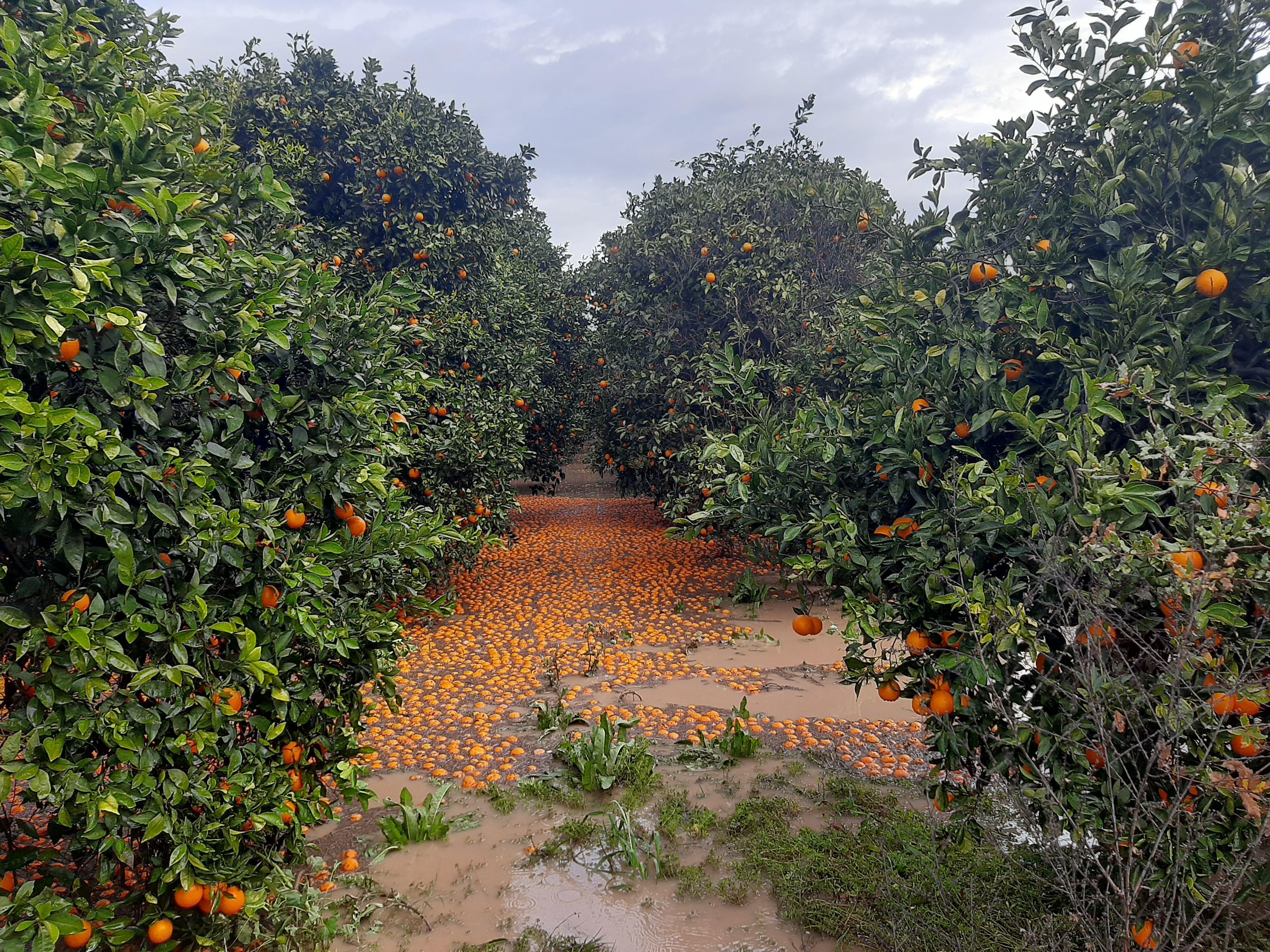 A N T A L Y A D A F I R T I N A H O R T U M V E S E L F E L A K E 1190015 353605